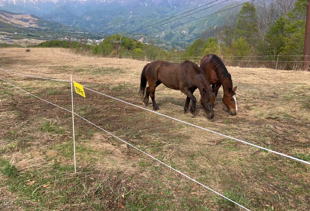 馬放牧用の電気柵